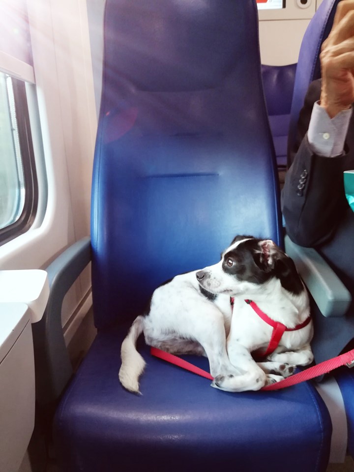 Un tenero cagnolino seduto sul sedile del treno