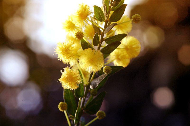 un ramoscello di mimosa